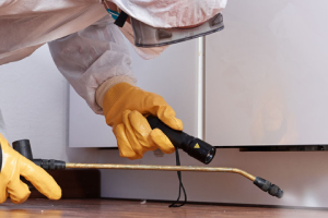 Messie Schädlingsbekämpfung Gießen